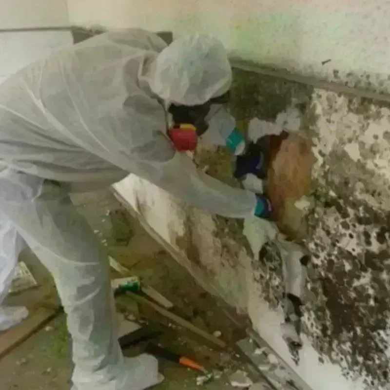 Mold Remediation and Removal in Orangeville, UT